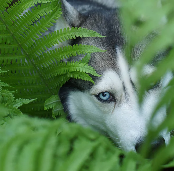 Yeşil eğrelti otu husky cins köpek Çalılar, görünür mavi göz ve yüzün bir parçası — Stok fotoğraf
