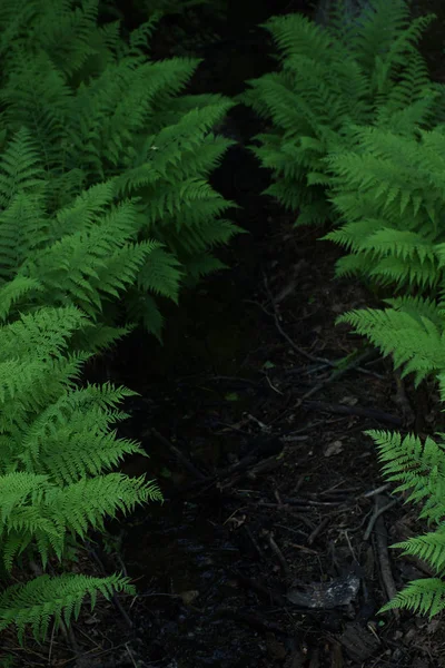 Uppifrån beskåda av bäcken mellan buskarna av den gröna ormbunke — Stockfoto