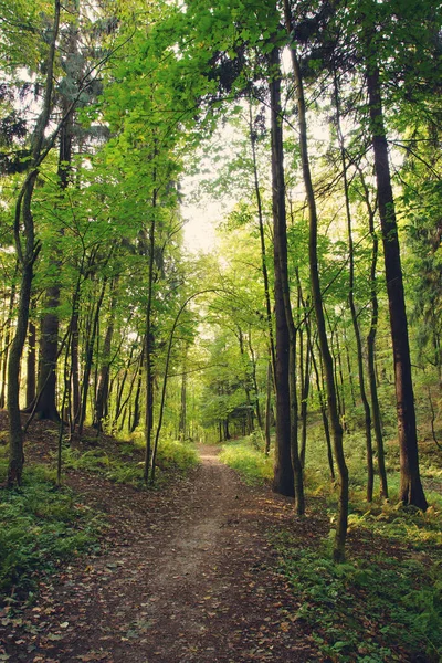 Camino de otoño temprano va a través de los árboles en el parque de la mañana — Foto de Stock