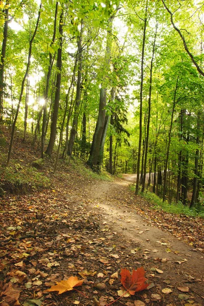 El comienzo del otoño y las hojas de arce brillante se encuentran en un camino en un parque natural — Foto de Stock