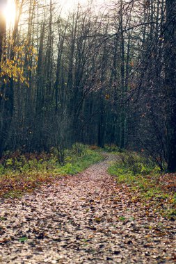 Düşmüş yapraklarla kaplı bir yol sonbahar ormanına kadar uzanır.