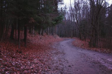 Mavimsi alacakaranlık ile sabahın erken saatlerinde Sonbahar parkı