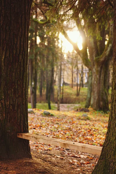 Un banco de una tabla de madera entre dos troncos de árbol en un parque de otoño, un lugar improvisado — Foto de Stock