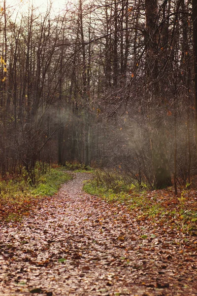 Un camino cubierto de hojas caídas va a la distancia hacia el bosque otoñal con neblina — Foto de Stock