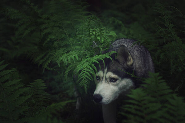 Beautiful gray husky breed dog peeks out of a fern in the forest