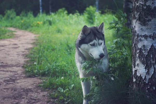 Een grijze husky hond staat in de buurt van een berk op een pad in het Park — Stockfoto