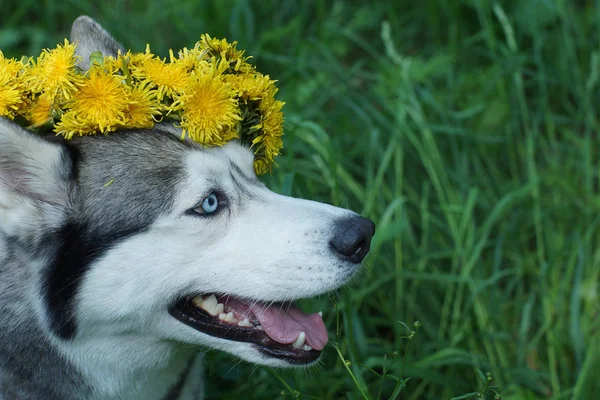 Dog face husky breed with blue eyes and yellow dandelions on the head — Stock Photo, Image