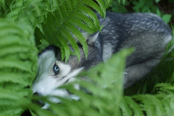 夏にシダの茂みに隠れた青い目のハスキー犬 — ストック写真