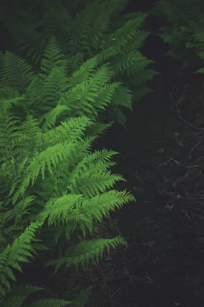 숲 꼭대기에서 녹색 고사리의 많은 덤불 — 스톡 사진