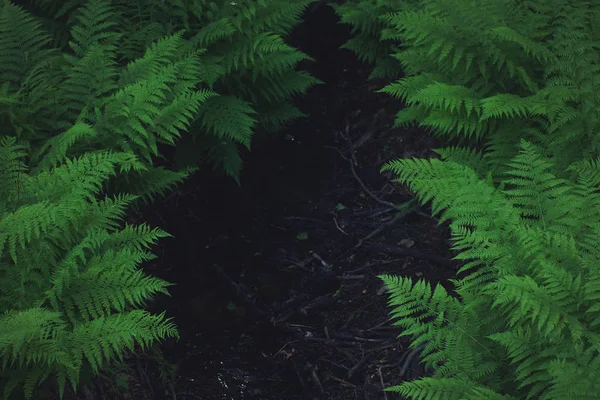 Espace sombre pour votre texte entre de grands buissons de fougère verte — Photo