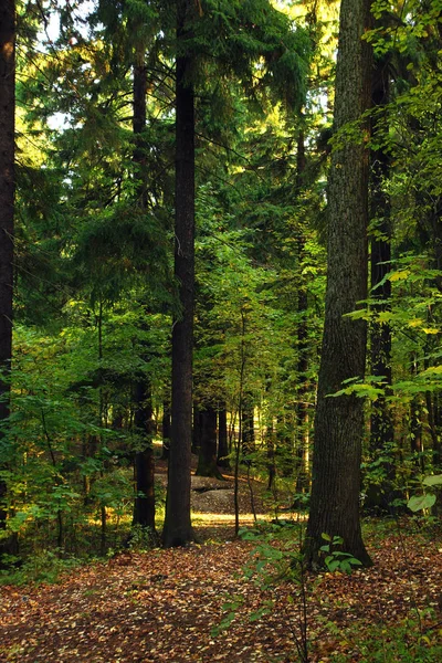 Paisaje con un hermoso bosque verde cubierto de hojas amarillas caídas — Foto de Stock