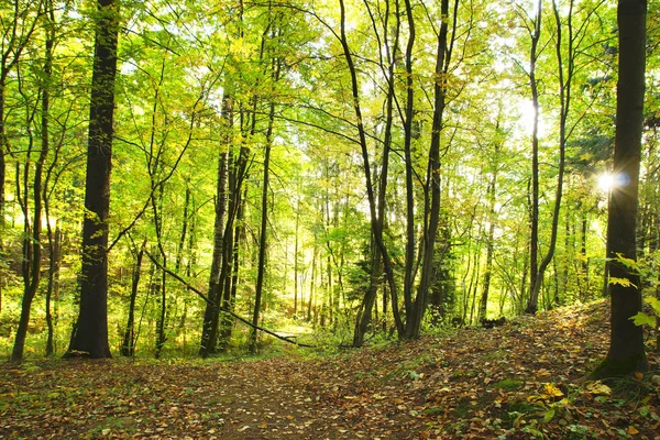 Principios de otoño en el bosque una mañana soleada y hojas caídas en el suelo — Foto de Stock