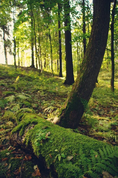 Un gran tronco cubierto de musgos y helechos yace en el bosque — Foto de Stock