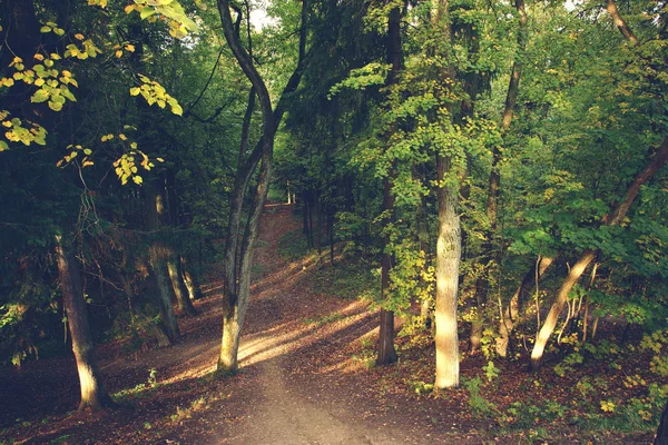 Vista superior de un sendero que conduce al bosque con hojas amarillas caídas — Foto de Stock