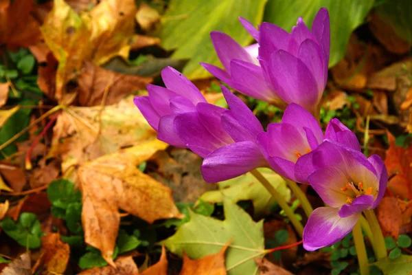 Jasně růžové květiny v těsné blízkosti na podzim — Stock fotografie