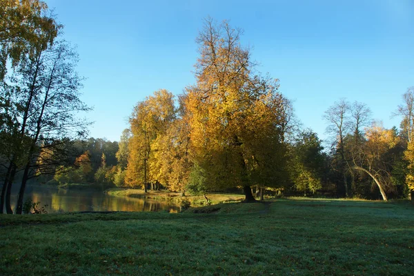 Arbres d'automne jaune vif sur le rivage d'un petit lac dans un parc avec herbe verte — Photo