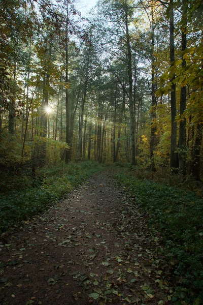 公園の初秋、居心地の良い小道が木々を通り抜け、太陽に照らされる — ストック写真