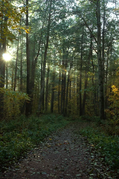 Los rayos del sol rompen las coronas de los árboles en el bosque caducifolio de otoño — Foto de Stock