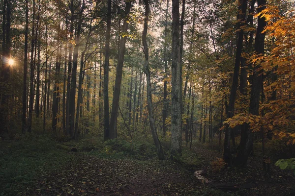 Hermoso parque de otoño con rayos de sol pasando a través de los árboles — Foto de Stock