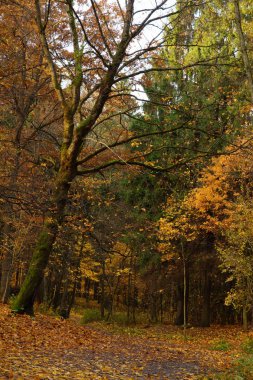 Yalnız büyük ağaç bir sonbahar parlak parkta bir yolda yeşil yosun ile kaplı, düşmüş yaprakları zemin kapağı