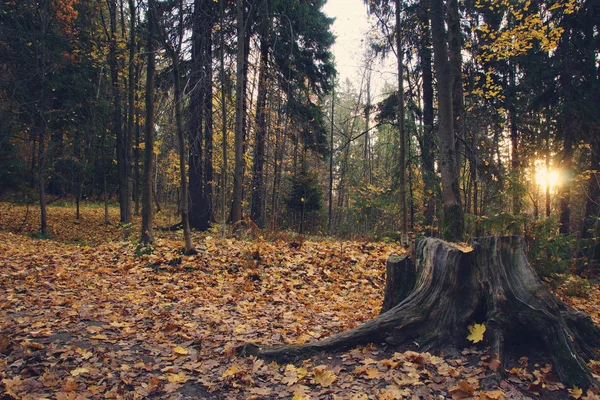 Terrón oscuro en el parque con hojas amarillas caídas en otoño, el sol brilla a través de los árboles — Foto de Stock