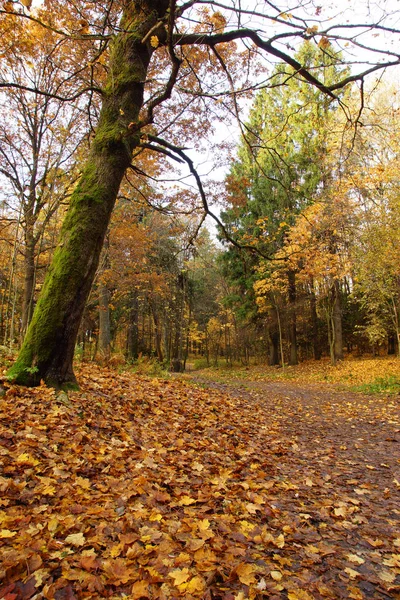 Árbol grande solitario cubierto de musgo verde en un camino en otoño brillante parque — Foto de Stock