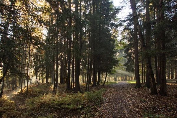 Una foresta coperta di raggi di sole la mattina d'autunno, un percorso a piedi passa tra alberi alti — Foto Stock