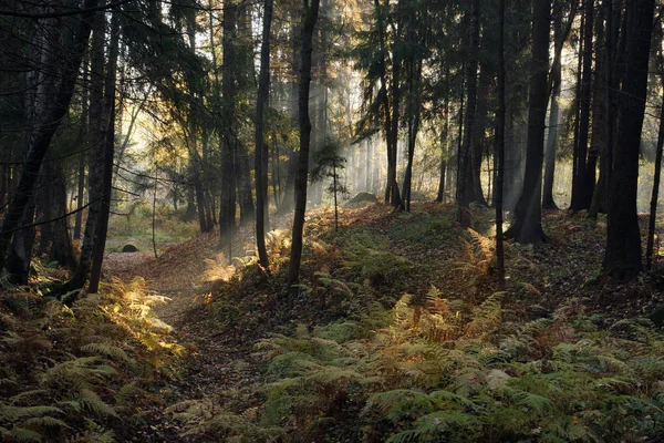 Vibrant Sun Rays Highlights Details in the Park with Ferns and Fir Trees — стокове фото