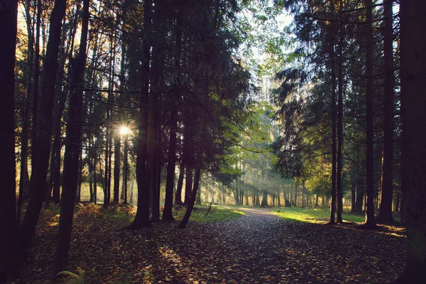 Тонований ялиновий ліс з гальмом затоплений яскравим сонячним світлом . — стокове фото