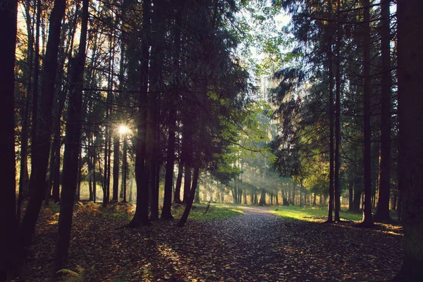 Bosque de abeto teñido con claro inundado de sol brillante . — Foto de Stock