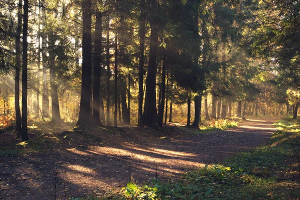 Sendero iluminado por el sol brillante a través de grandes abetos — Foto de Stock