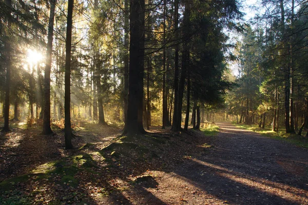 朝の太陽は、密集したモミ公園の歩道を照らします — ストック写真