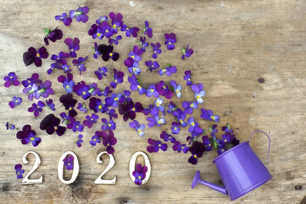 Figuras 2020 sobre un fondo de madera junto a muchas de las flores de marrones púrpuras, y una regadera — Foto de Stock