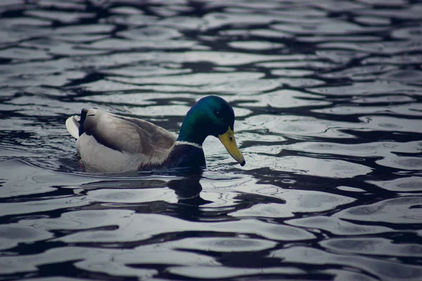 Mladý Krásný Drake Jasně Zelenou Hlavou Plave Vodě Dívá Dolů — Stock fotografie