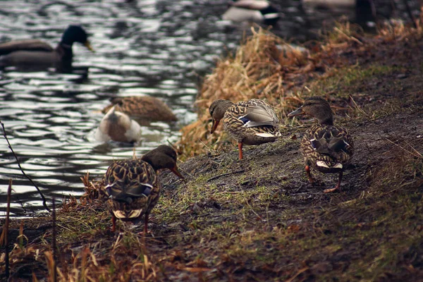 Patos Caminan Largo Del Lago Busca Comida Primavera —  Fotos de Stock