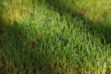 Güneşin aydınlattığı çiğ damlalarıyla çimen..