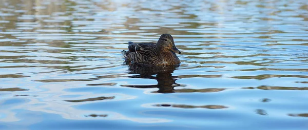 Duck in the lake, wet after diving for food.