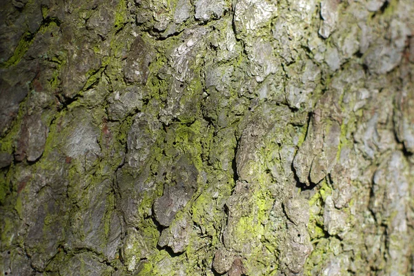 表面有绿色苔藓的山杨树皮质地 — 图库照片