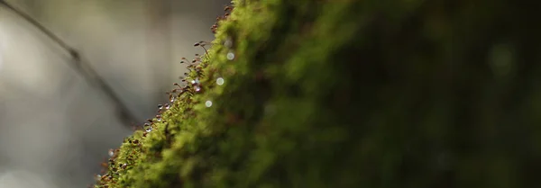 Pequenas Plantas Com Gotas Água Superfície Musgo Verde Fofo — Fotografia de Stock