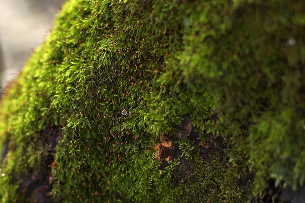 Pequenas Plantas Gotas Água Superfície Musgo Verde Fofo — Fotografia de Stock