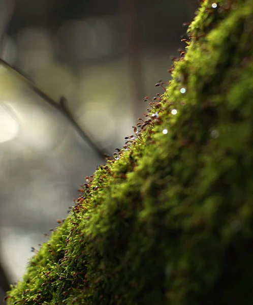 Mikropflanzen Und Wassertröpfchen Auf Der Oberfläche Flauschigen Grünen Mooses — Stockfoto