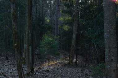 Ormandaki küçük tüylü Noel ağacı.