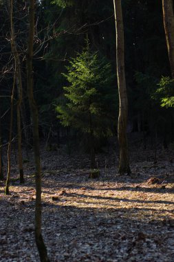 Ormandaki tüylü bir Noel ağacı ilkbahar güneşiyle aydınlanır..