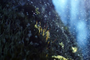 Genç yeşil yosunlar yağmur damlalarının altında bokeh etkisi altında, yakın plan, doğal konsept.