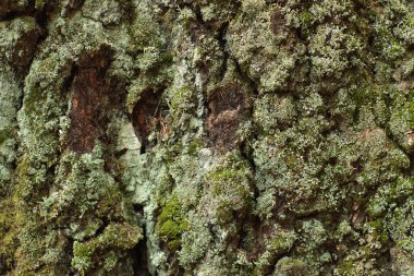 Ağaç gövdesindeki farklı gölgelerde yosun..