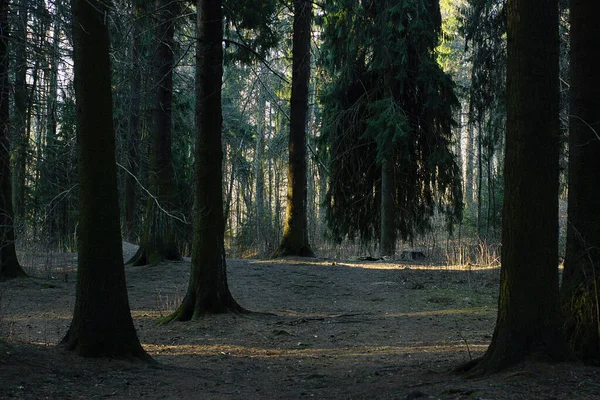 Утреннему Весеннему Солнцу Подсвечивается Лес Деревьями Другими Деревьями — стоковое фото