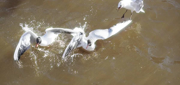 Seagulls Fly Water Sun Glare Fighting Food — Stock Photo, Image