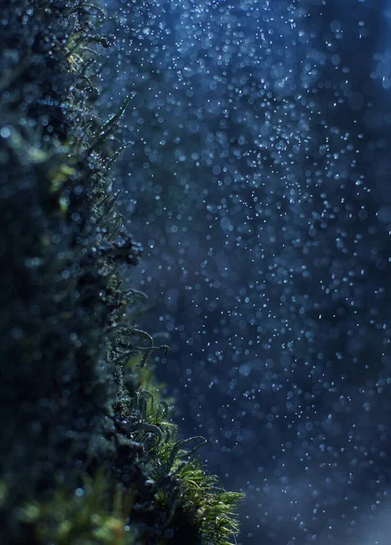 Sabahın Erken Saatlerinde Yağmur Damlaları Altında Genç Yeşil Yosunlar Mikrobitkilerin — Stok fotoğraf