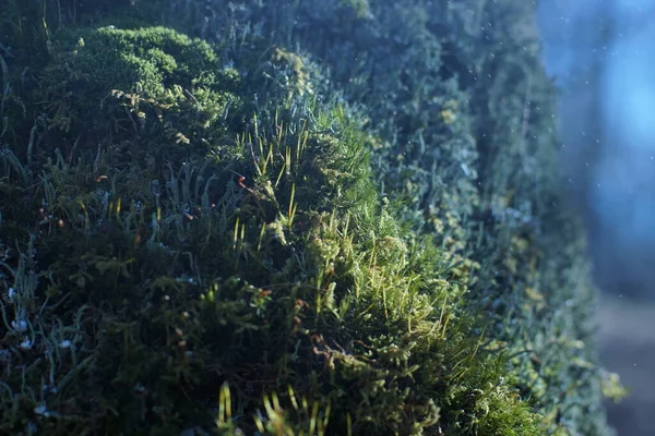 Young Green Moss Tree Raindrops Bokeh Effect Microplants Closeup Natural — Stock Photo, Image