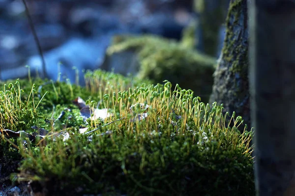 Makro Mikrokosmos Skogen Med Mossa Och Magisk Luftig Ljus Bokeh — Stockfoto